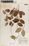 Blepharodon mucronatum image