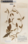 Blepharodon mucronatum image
