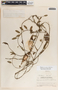 Blepharodon mucronatum image