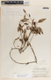 Blepharodon mucronatum image