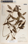 Blepharodon mucronatum image