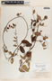 Blepharodon mucronatum image
