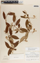 Blepharodon mucronatum image