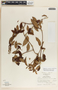 Blepharodon mucronatum image