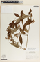 Blepharodon mucronatum image