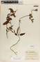 Blepharodon mucronatum image