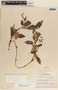 Blepharodon mucronatum image