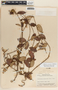 Blepharodon mucronatum image