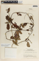 Blepharodon mucronatum image