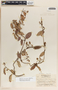 Blepharodon mucronatum image