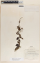 Blepharodon mucronatum image