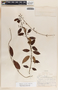 Blepharodon mucronatum image
