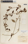 Blepharodon mucronatum image