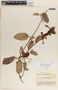 Blepharodon mucronatum image