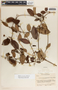 Blepharodon mucronatum image