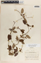 Blepharodon mucronatum image