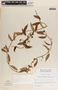 Blepharodon mucronatum image