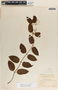 Blepharodon mucronatum image