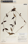 Blepharodon mucronatum image