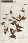 Blepharodon mucronatum image