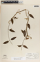 Blepharodon mucronatum image