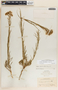 Asclepias subverticillata image