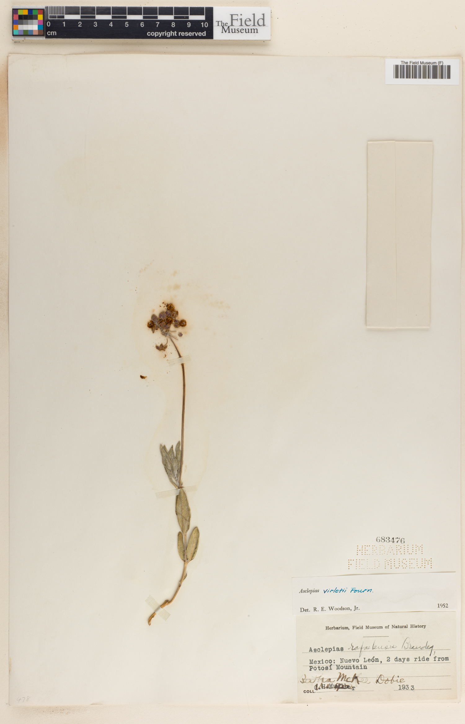 Asclepias virletii image