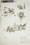 Euphorbia glyptosperma image
