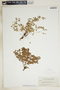 Euphorbia fendleri image