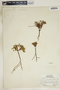 Euphorbia fendleri image