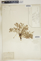 Euphorbia fendleri image
