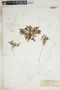 Euphorbia fendleri image
