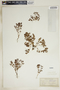 Euphorbia fendleri image