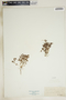 Euphorbia fendleri image