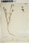 Euphorbia floridana image