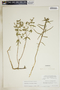 Euphorbia floridana image