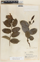 Cryptostegia madagascariensis image