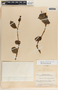 Cryptostegia madagascariensis image