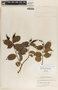 Cryptostegia madagascariensis image