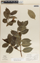 Cryptostegia madagascariensis image
