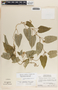 Cynanchum cyathiforme image