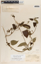 Cynanchum cyathiforme image