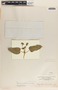 Cynanchum foetidum image
