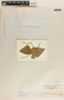 Cynanchum foetidum image