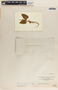 Cynanchum foetidum image