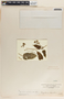 Cynanchum foetidum image