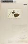 Cynanchum foetidum image