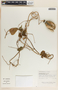 Cynanchum foetidum image