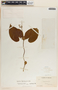 Cynanchum foetidum image