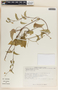 Cynanchum foetidum image